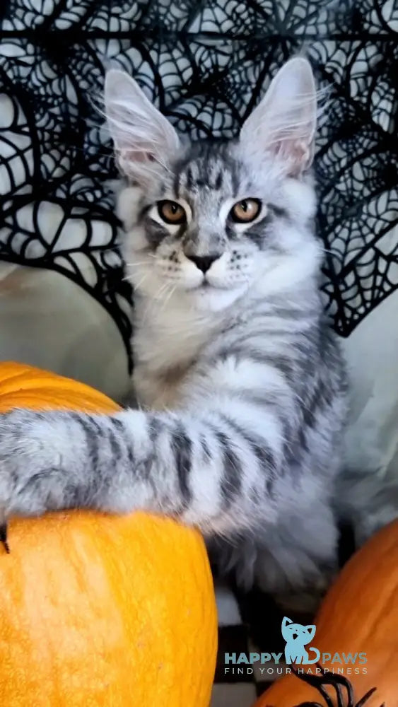 Zelan Maine Coon male black silver spotted tabby live animals