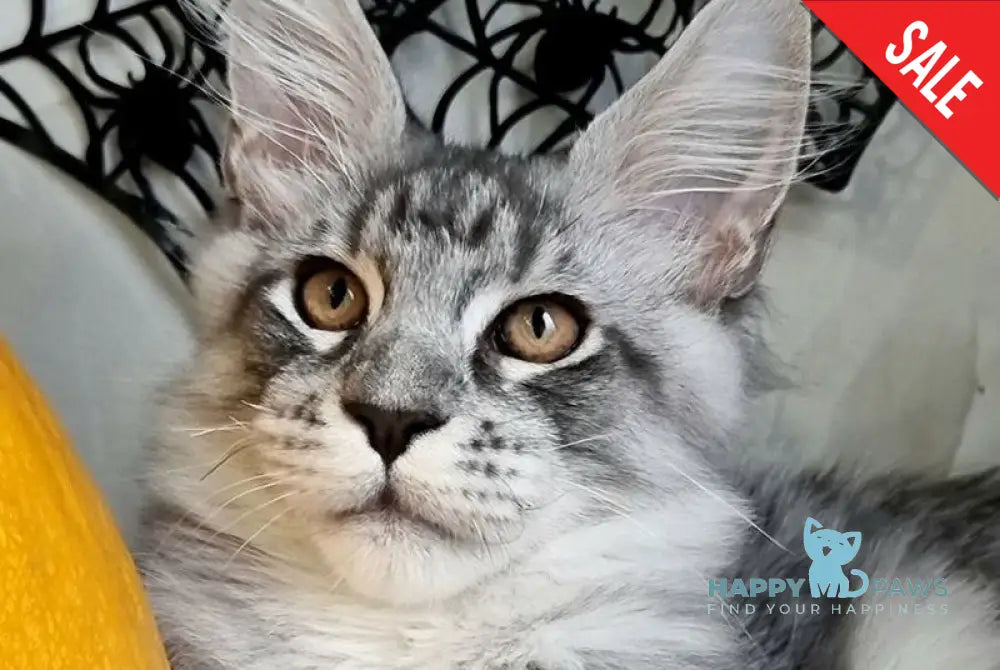 Zelan Maine Coon male black silver spotted tabby live animals