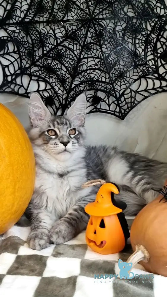 Zelan Maine Coon male black silver spotted tabby live animals