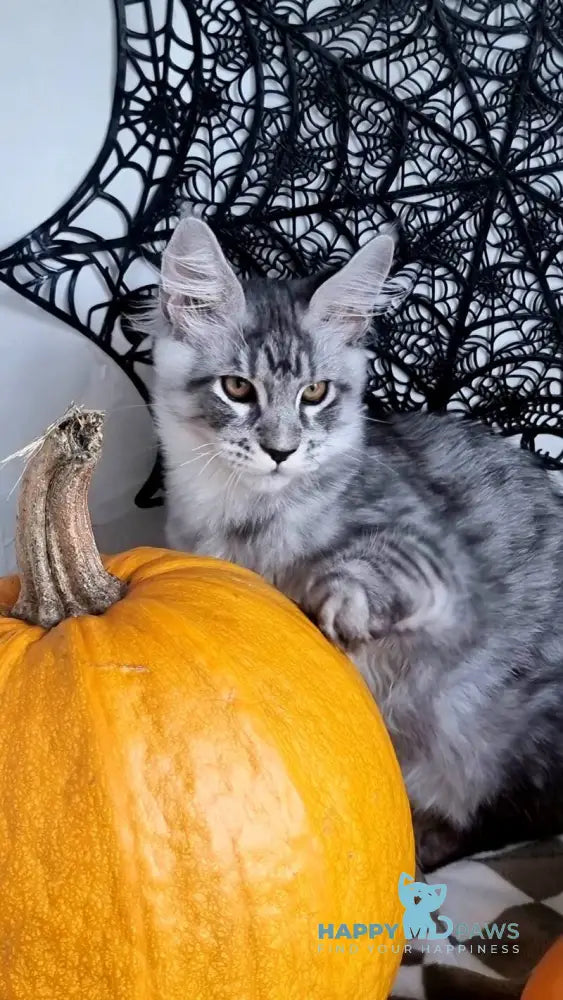 Zelan Maine Coon male black silver spotted tabby live animals