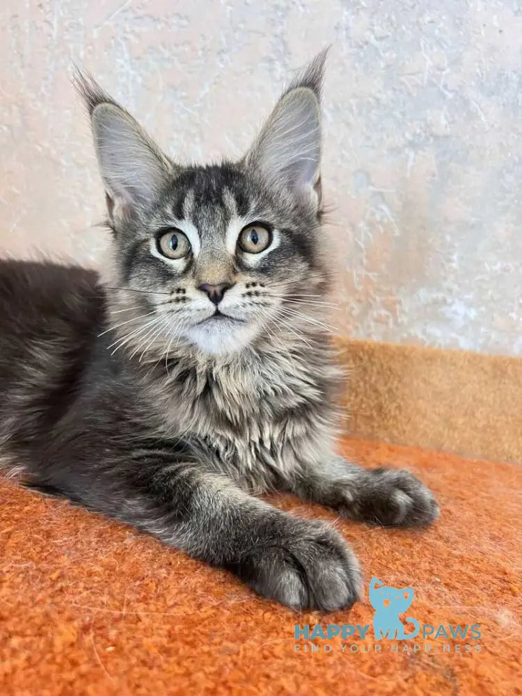 Zelda Maine Coon female black ticked tabby live animals