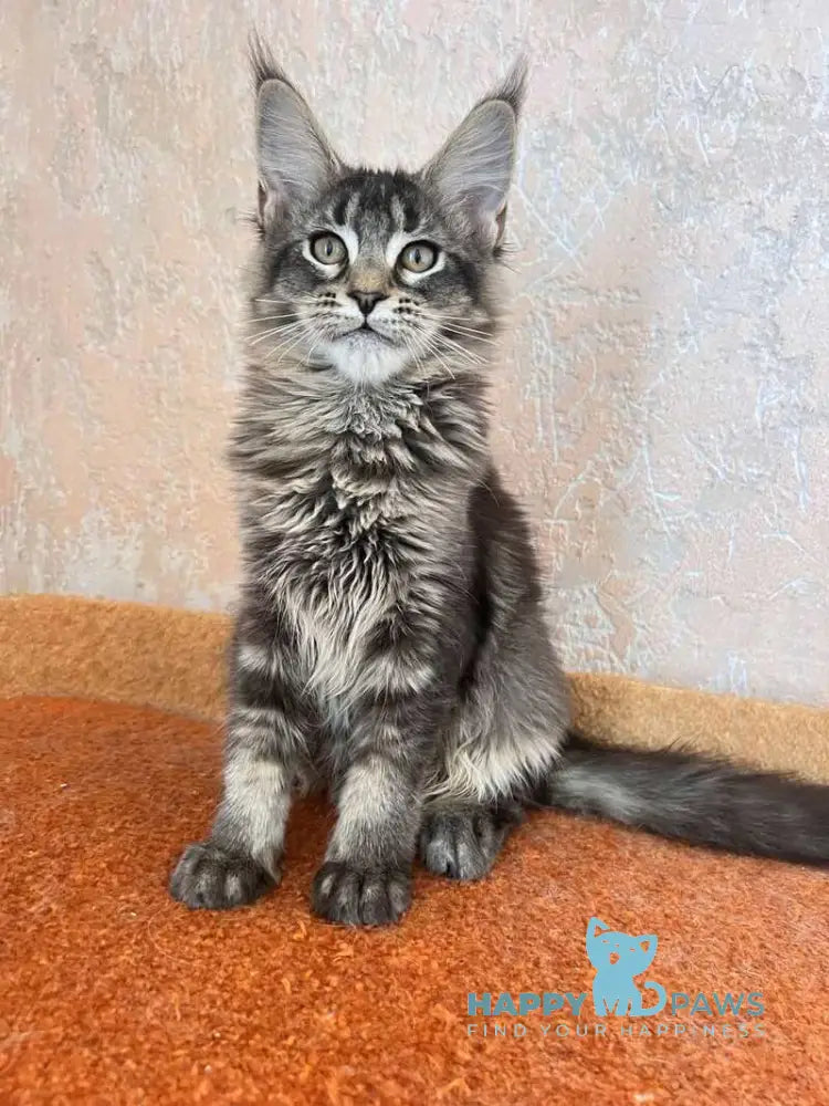 Zelda Maine Coon female black ticked tabby live animals