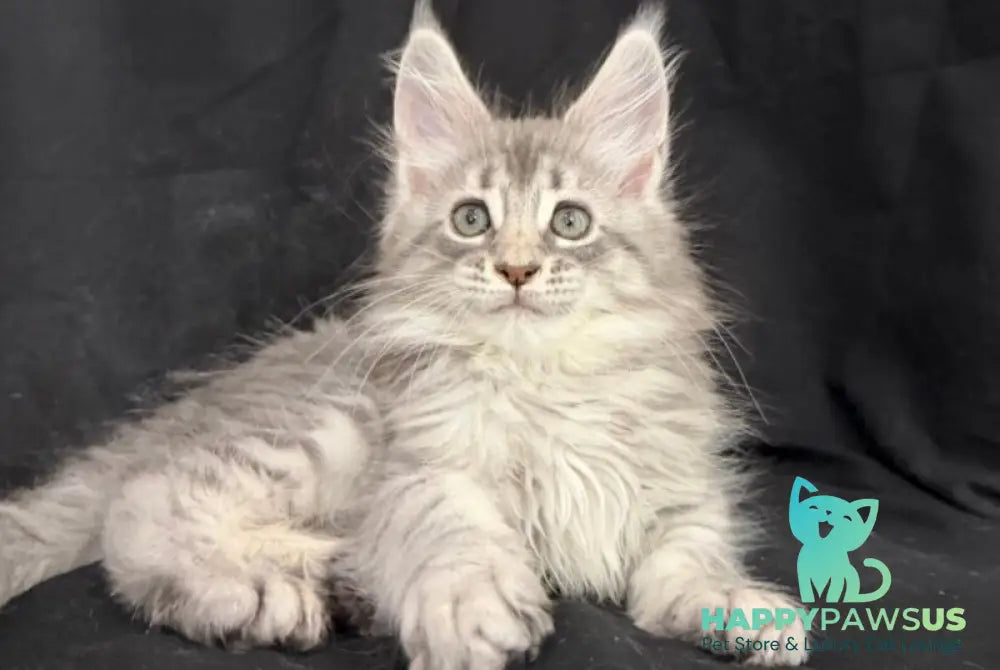 Zelda Maine Coon female blue silver tabby - live animals