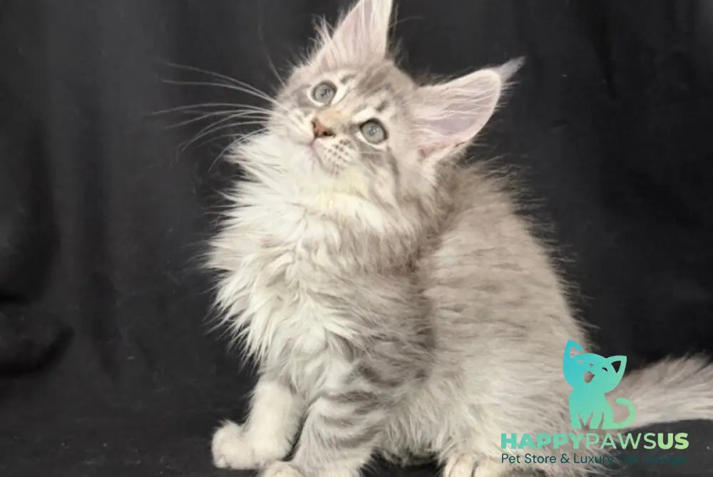 Zelda Maine Coon female blue silver tabby - live animals