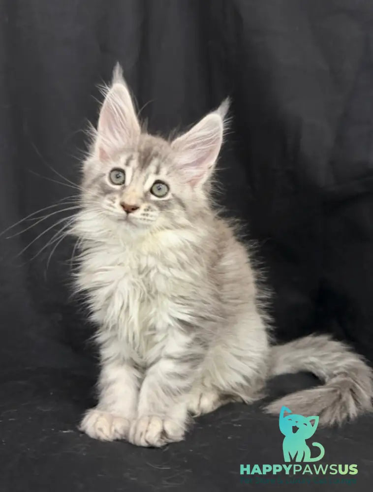 Zelda Maine Coon female blue silver tabby - live animals