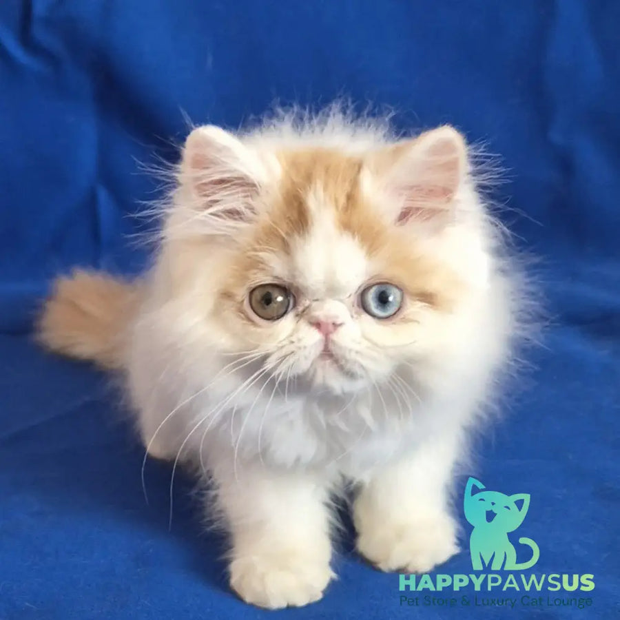 Zelda Persian female red spotted tabby van - live animals