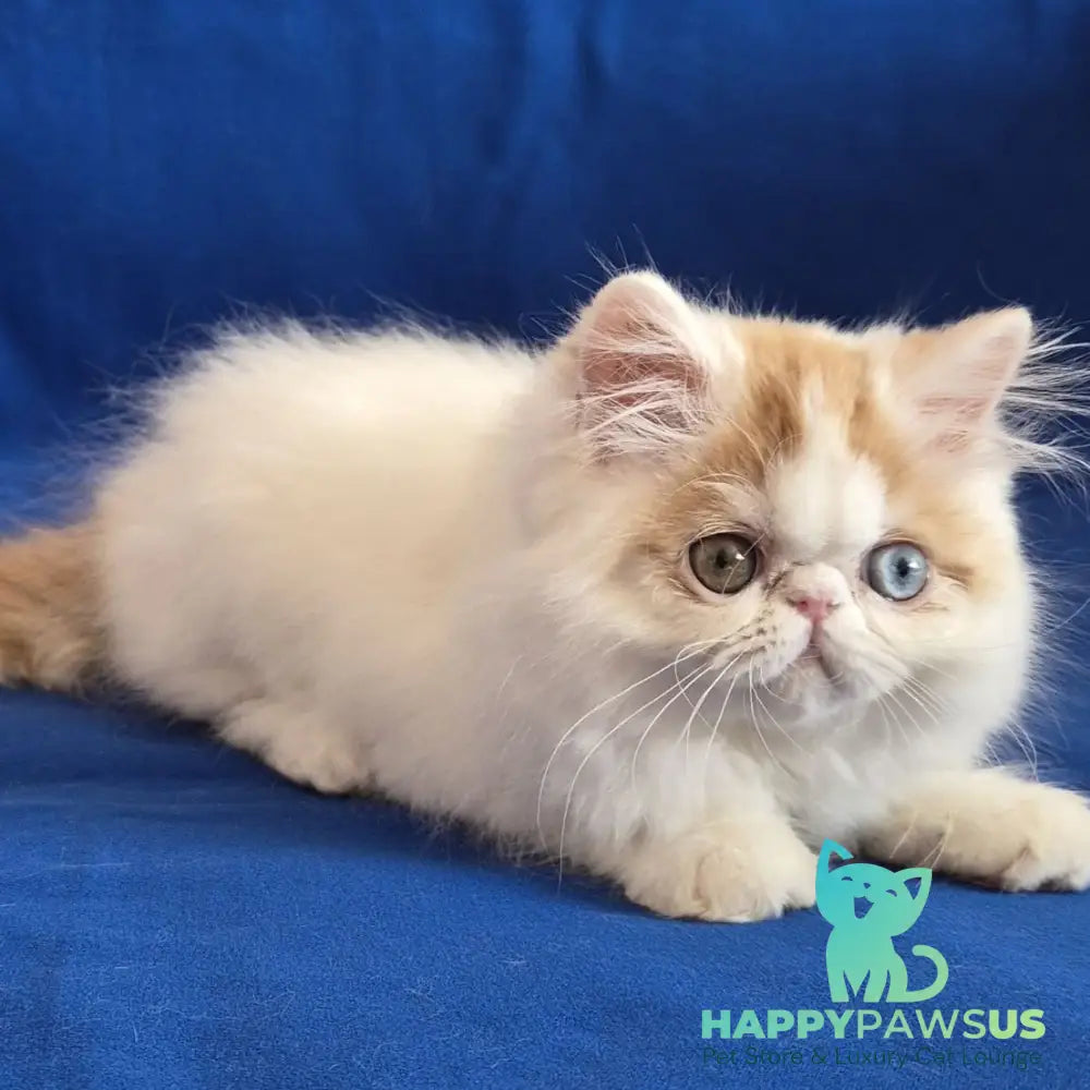 Zelda Persian female red spotted tabby van - live animals