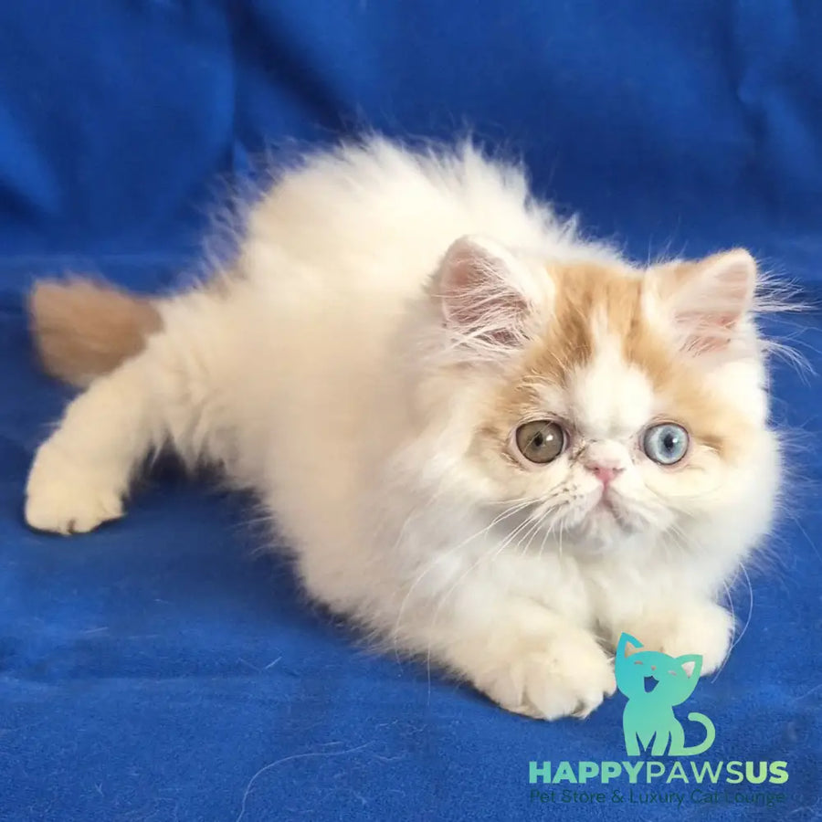 Zelda Persian female red spotted tabby van - live animals