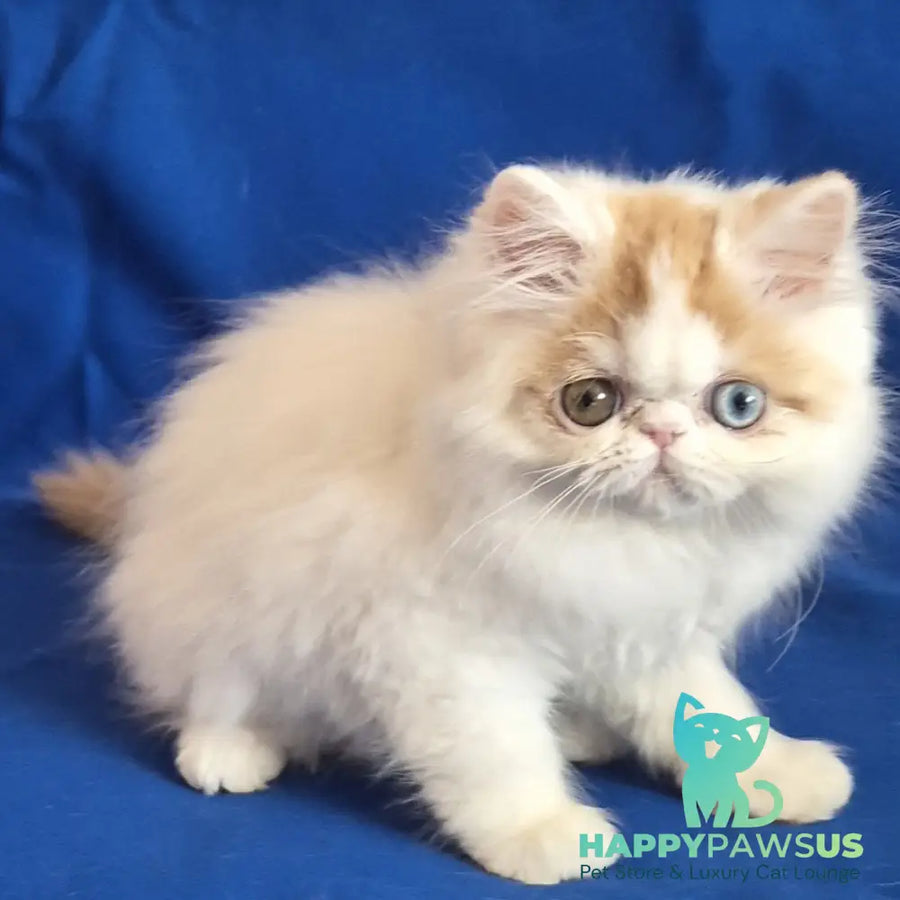 Zelda Persian female red spotted tabby van - live animals