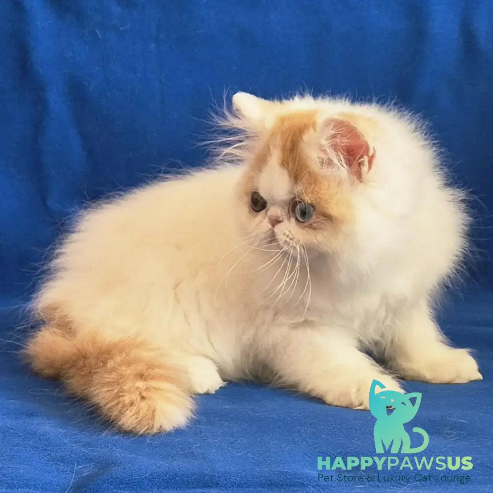Zelda Persian female red spotted tabby van - live animals