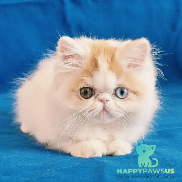 Zelda Persian female red spotted tabby van - live animals