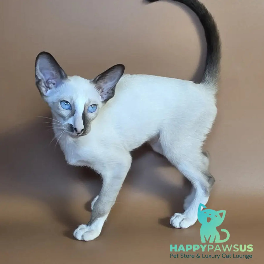 Zelda Siamese female black mitted - live animals