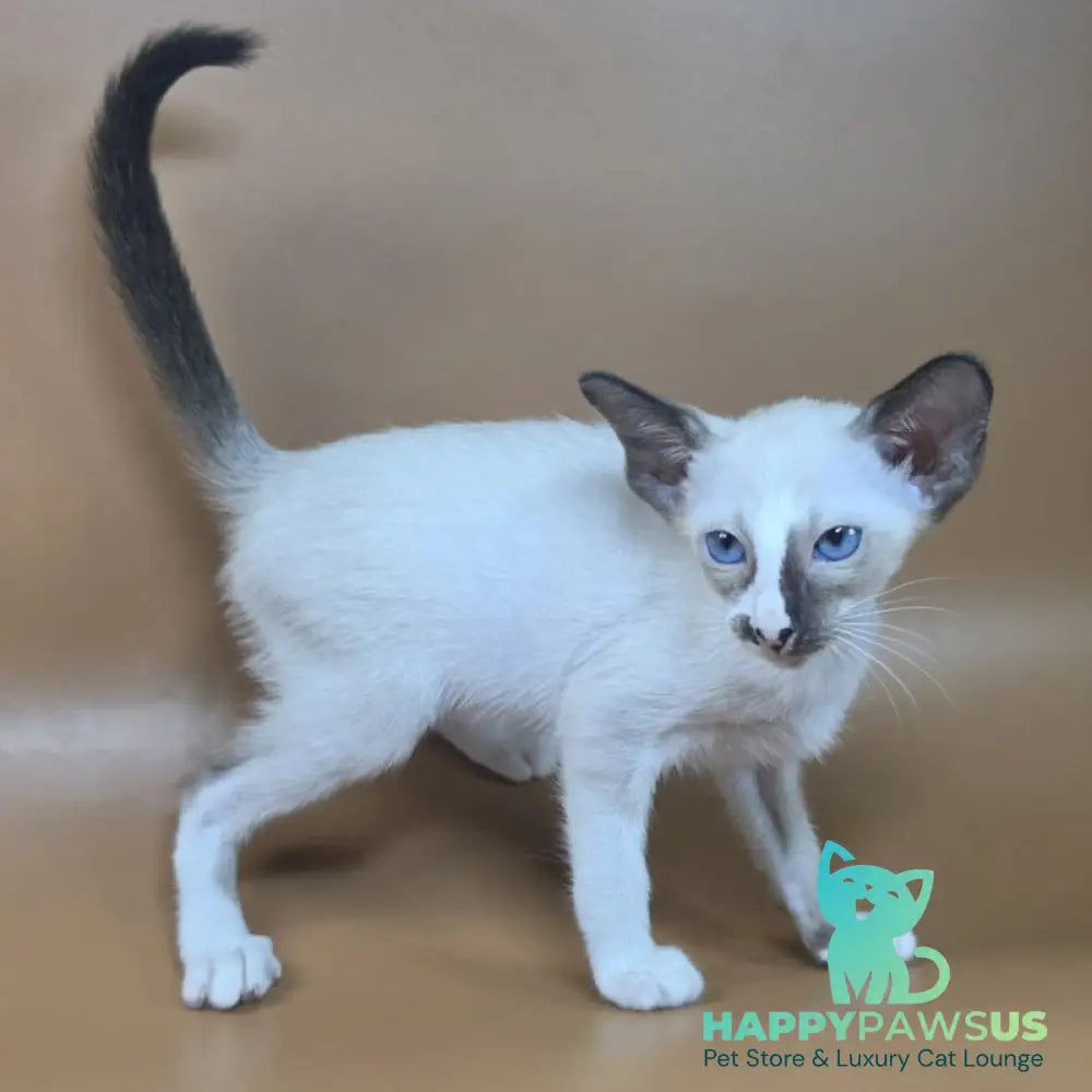 Zelda Siamese female black mitted - live animals