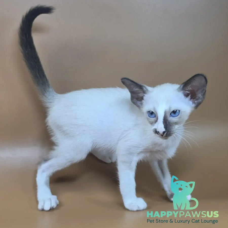 Zelda Siamese female black mitted - live animals