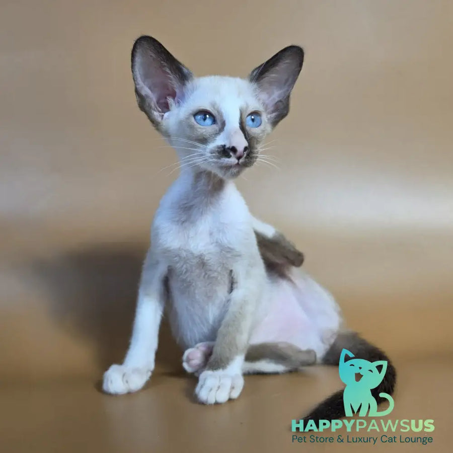 Zelda Siamese female black mitted - live animals
