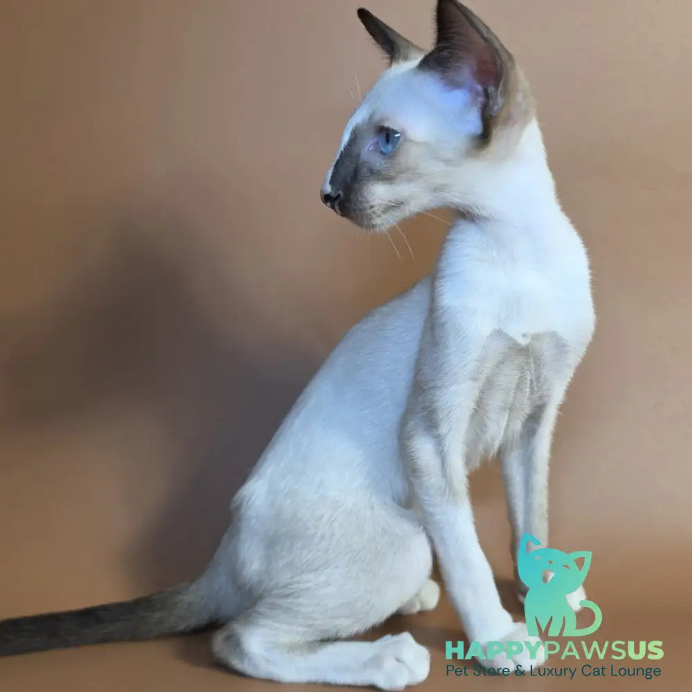 Zelda Siamese female black mitted - live animals