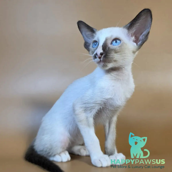 Zelda Siamese female black mitted - live animals