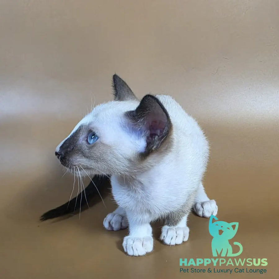 Zelda Siamese female black mitted - live animals