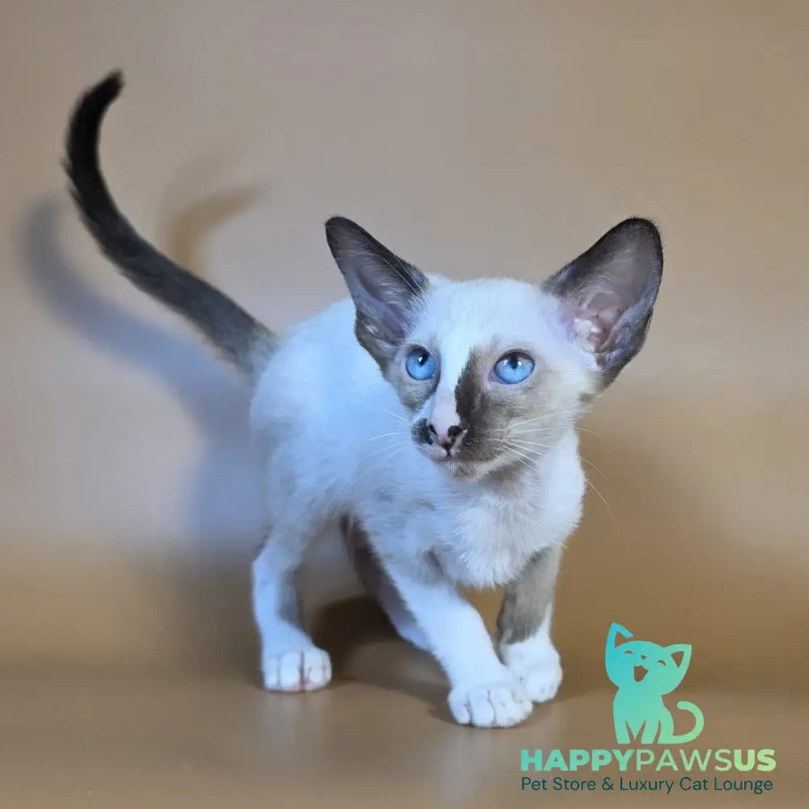 Zelda Siamese female black mitted - live animals