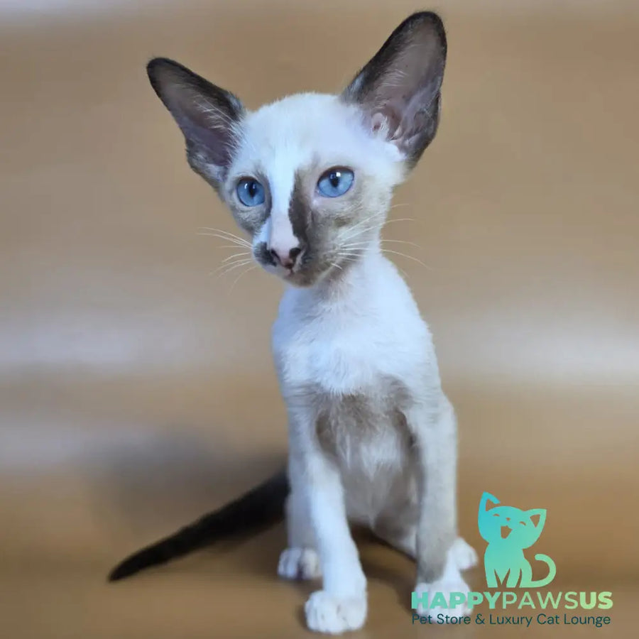 Zelda Siamese female black mitted - live animals