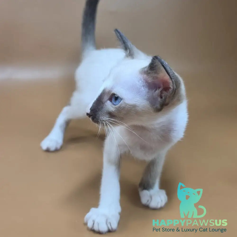 Zelda Siamese female black mitted - live animals