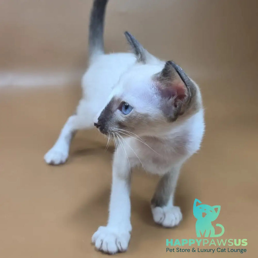 Zelda Siamese female black mitted - live animals