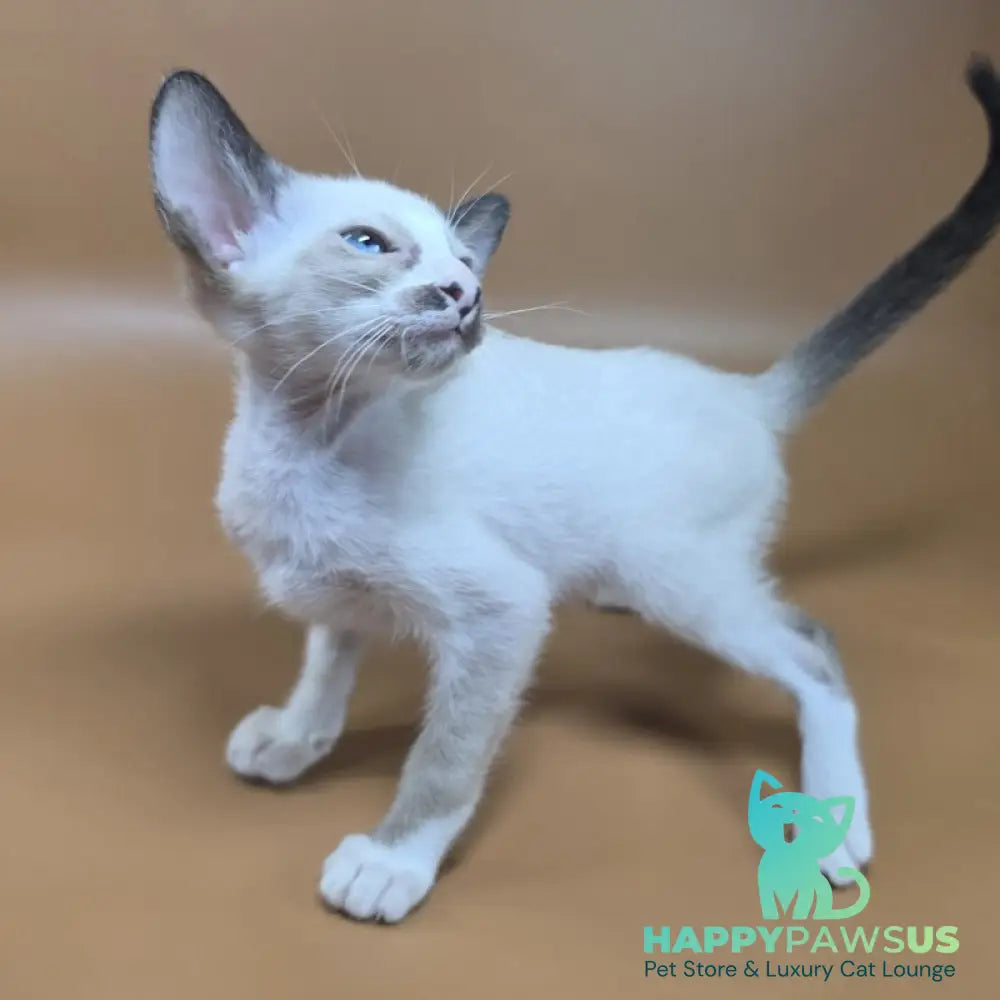 Zelda Siamese female black mitted - live animals