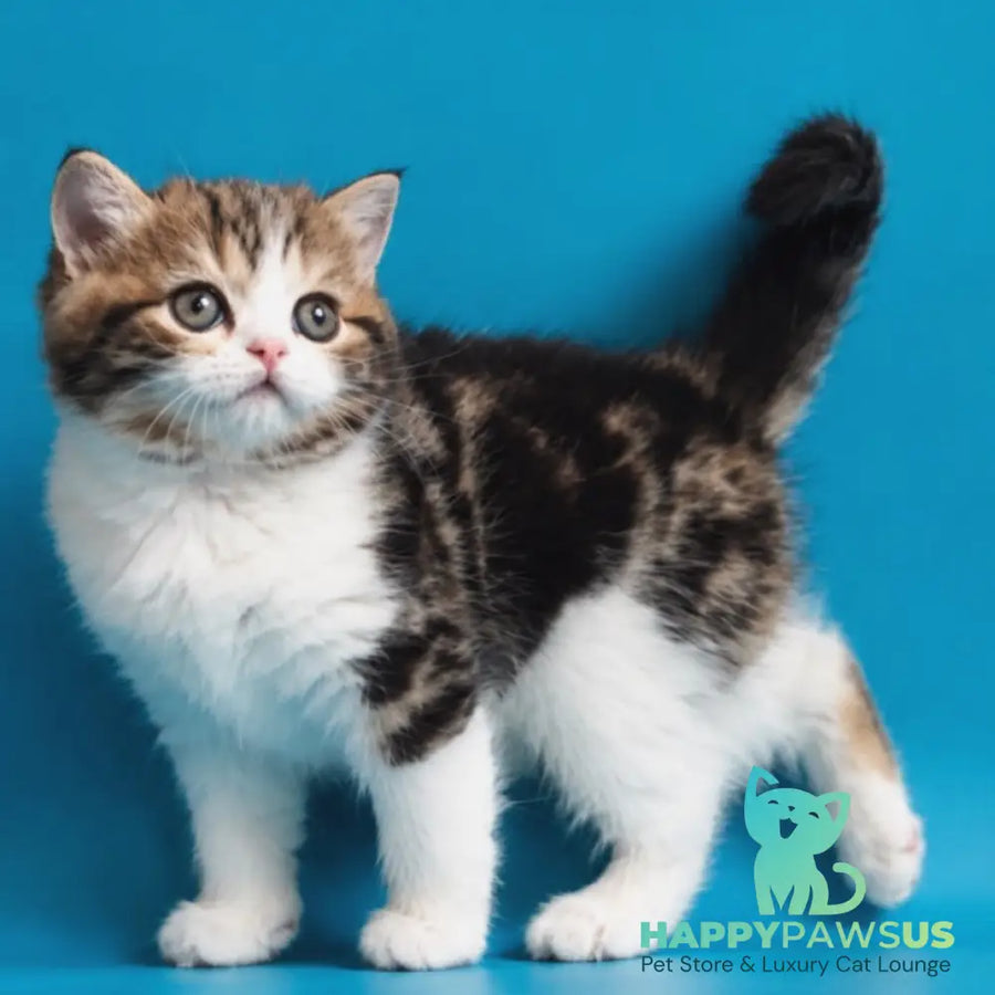 Zelian Scottish Straight male black tabby bicolour - live animals