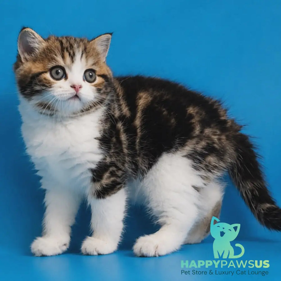 Zelian Scottish Straight male black tabby bicolour - live animals