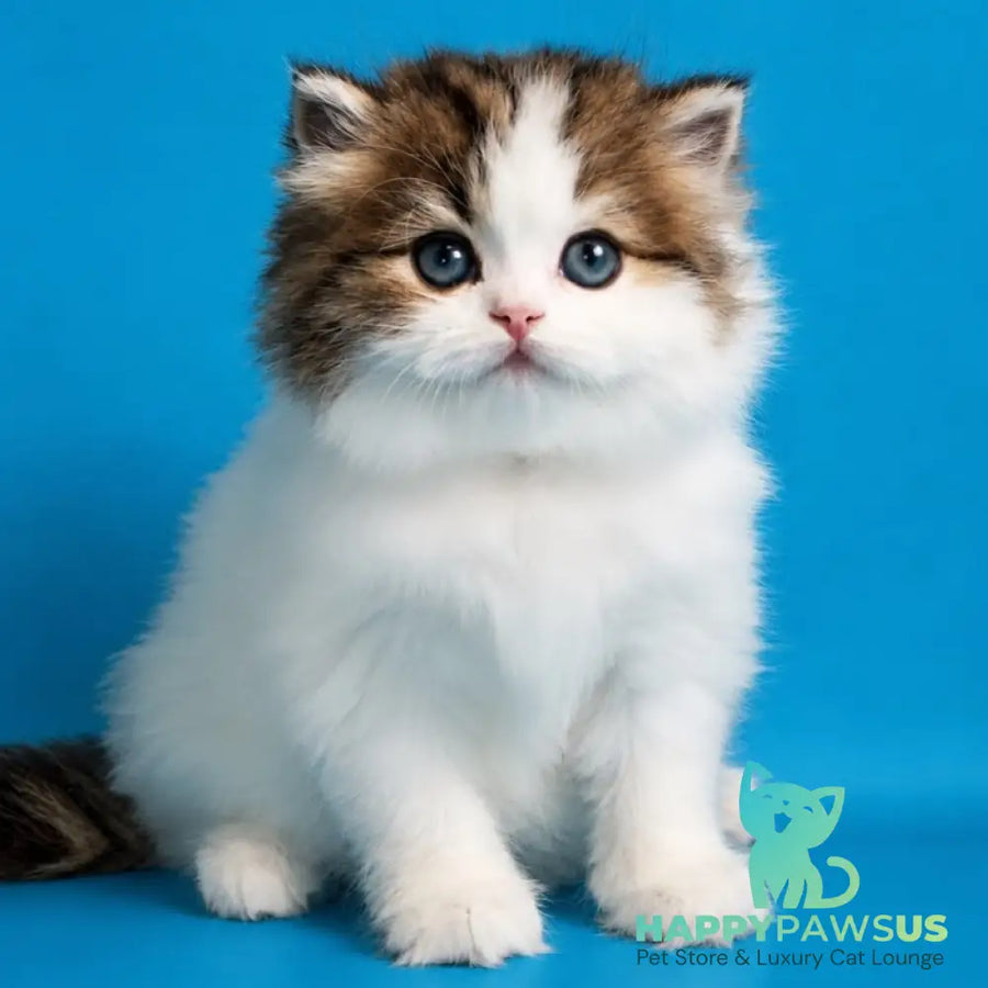Zelly Scottish Straight female black tabby van - live animals