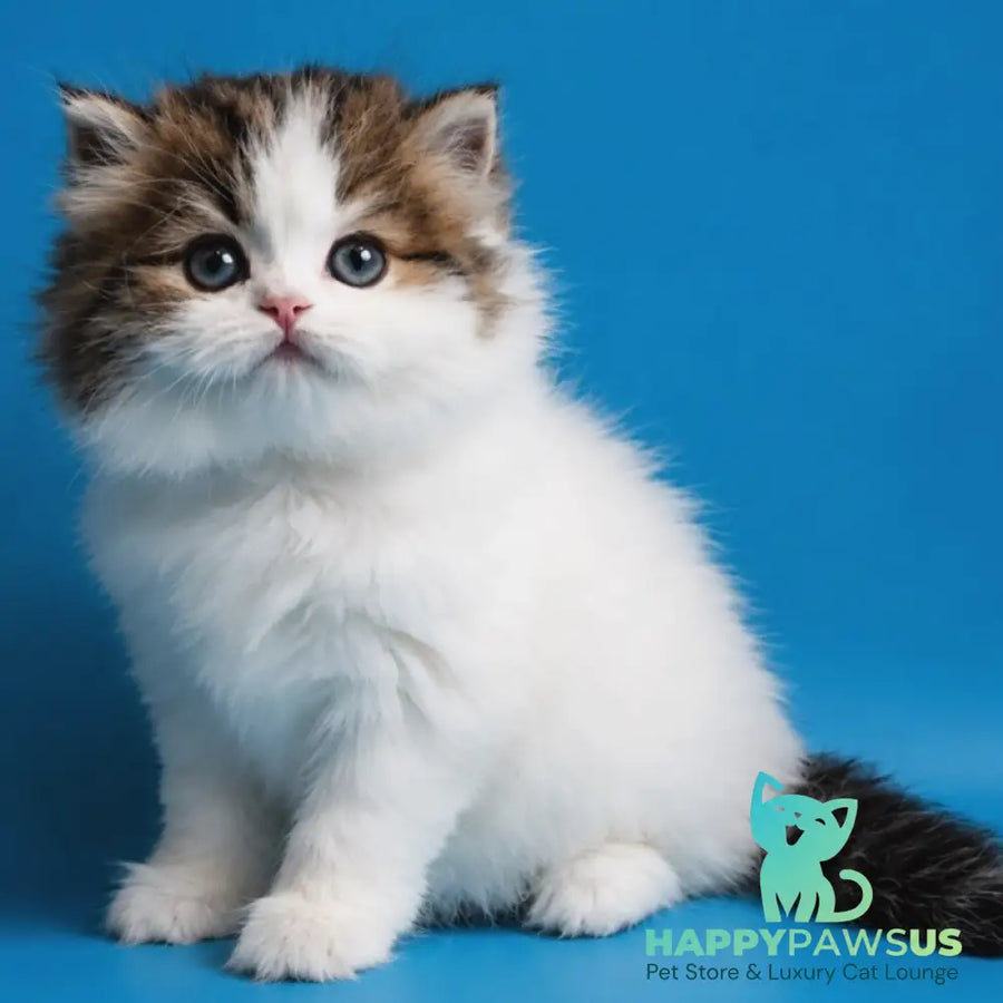 Zelly Scottish Straight female black tabby van - live animals