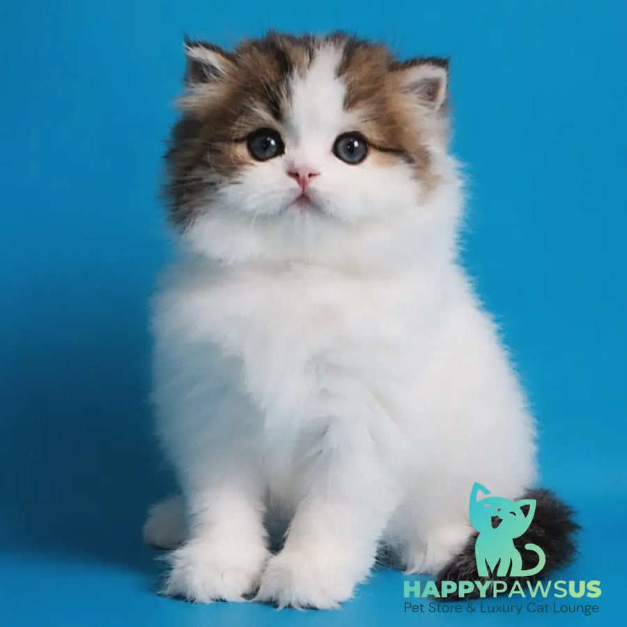 Zelly Scottish Straight female black tabby van - live animals