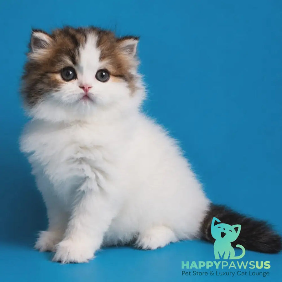 Zelly Scottish Straight female black tabby van - live animals