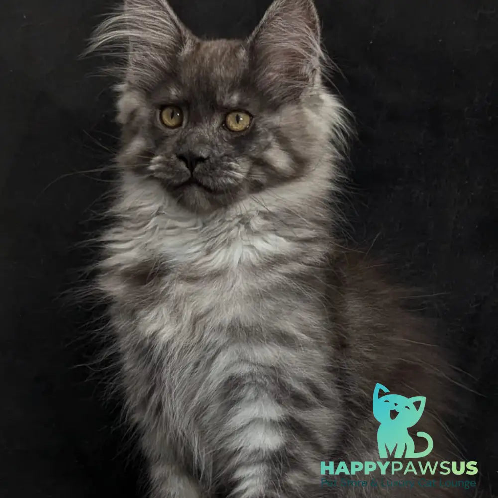 Zembi Maine Coon male black silver - live animals