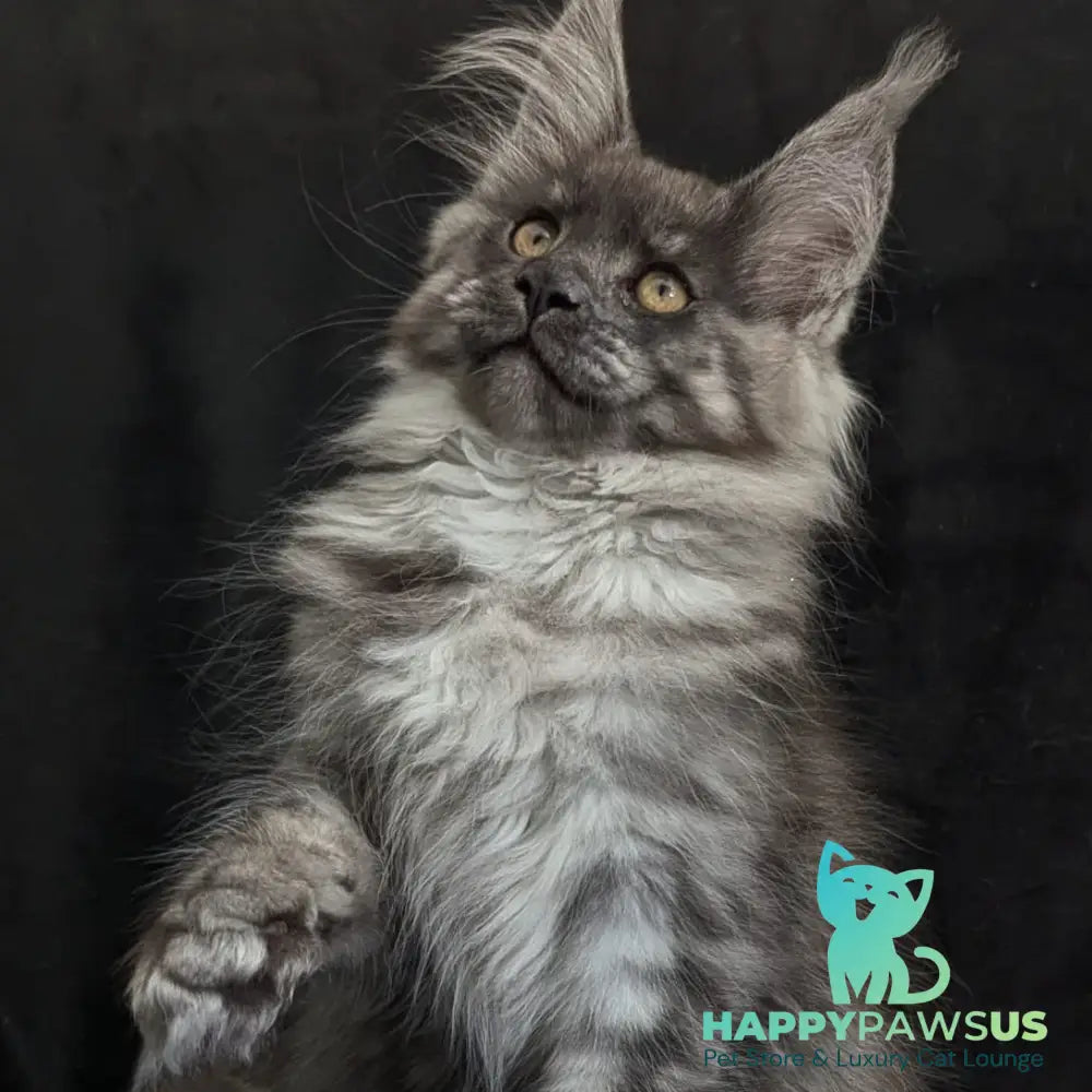 Zembi Maine Coon male black silver - live animals