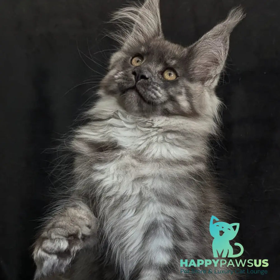 Zembi Maine Coon male black silver - live animals