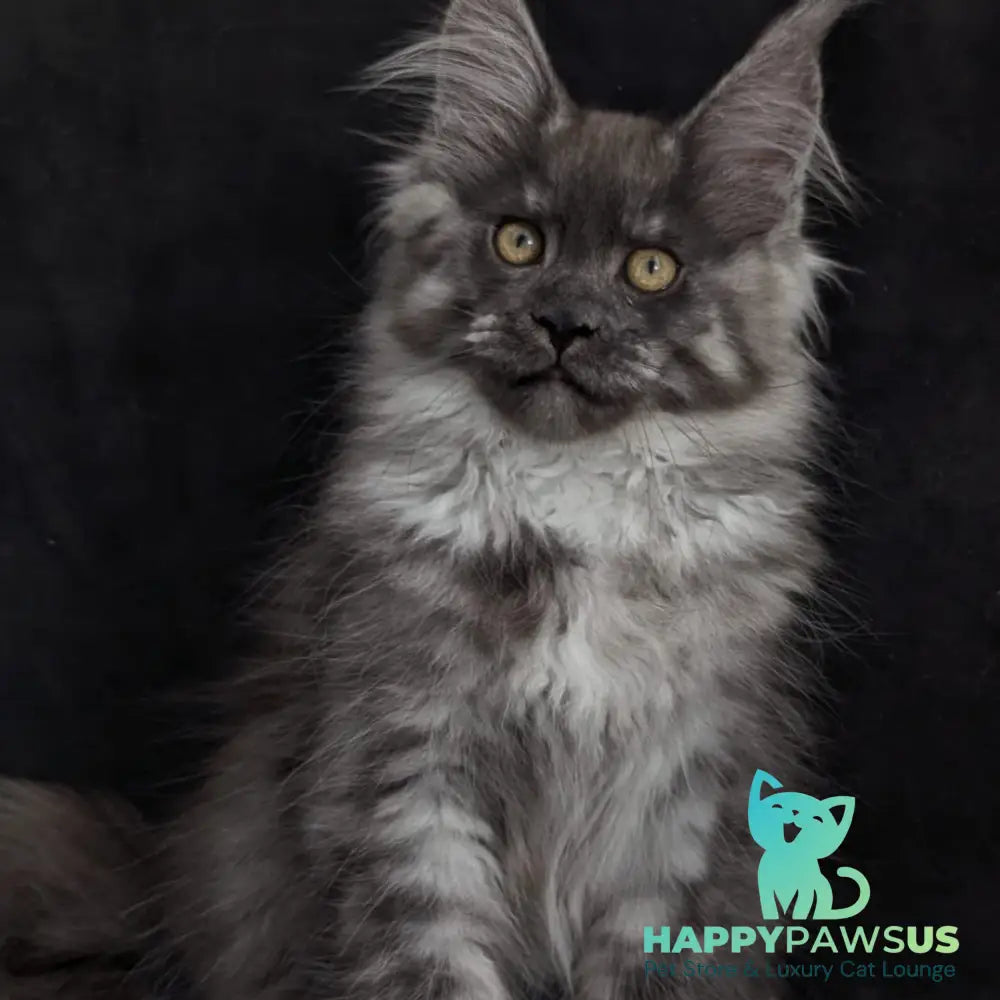 Zembi Maine Coon male black silver - live animals