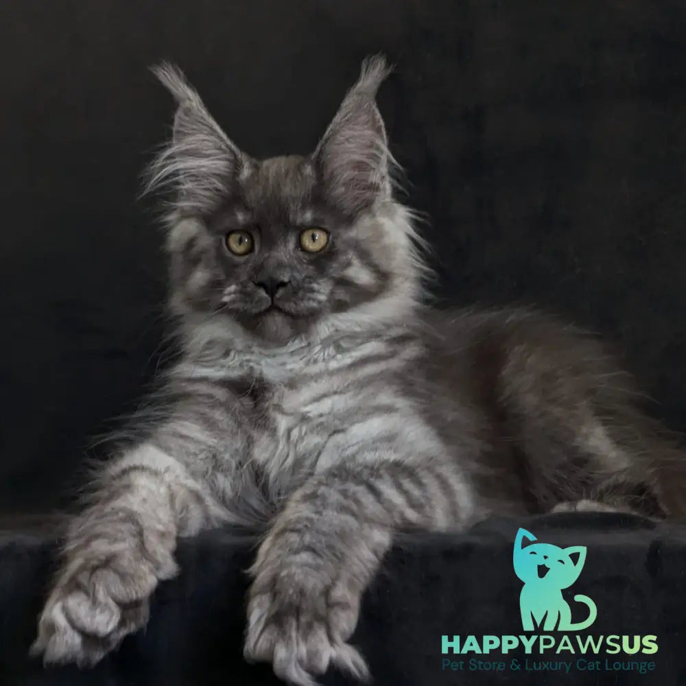 Zembi Maine Coon male black silver - live animals