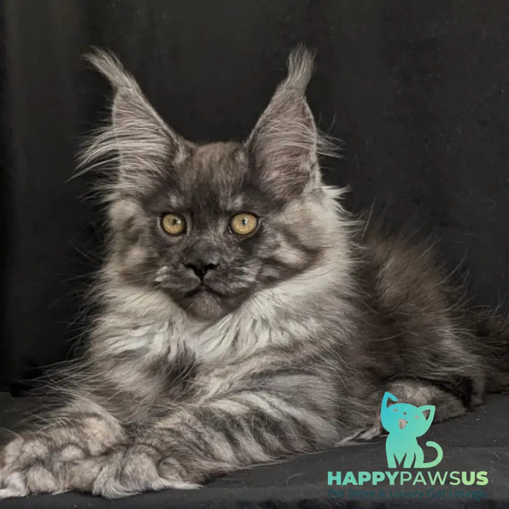 Zembi Maine Coon male black silver - live animals