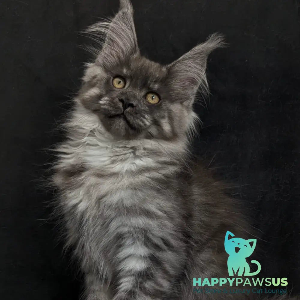 Zembi Maine Coon male black silver - live animals