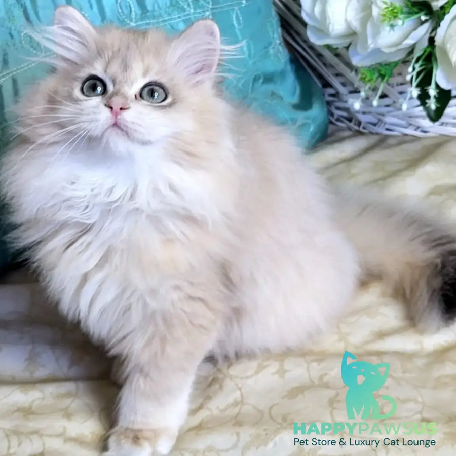 Zemfira British Longhair female blue golden chinchilla - live animals
