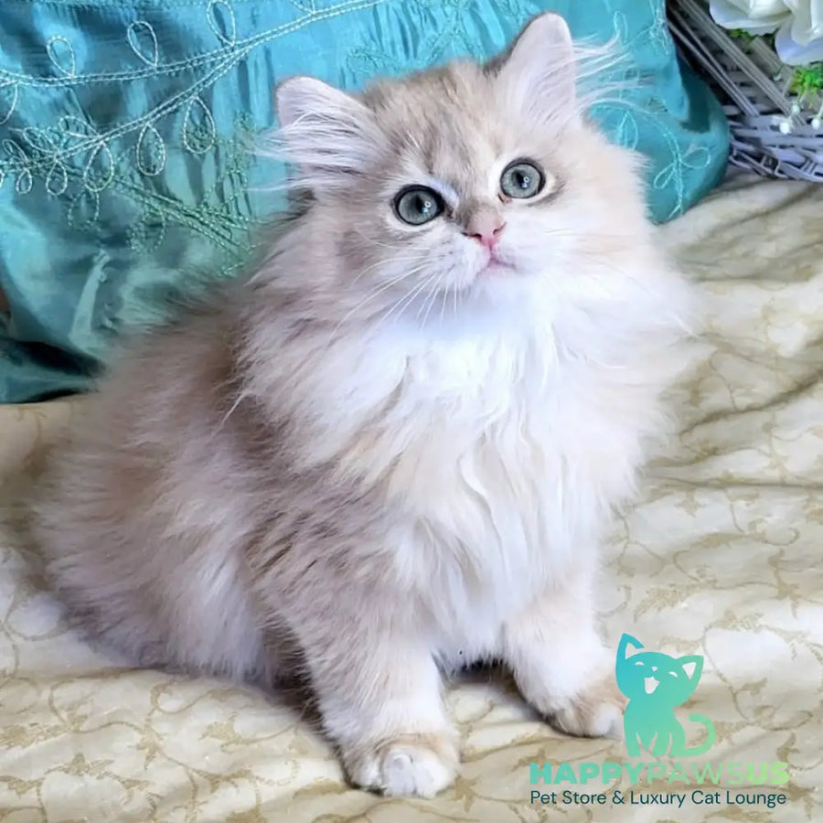 Zemfira British Longhair female blue golden chinchilla - live animals