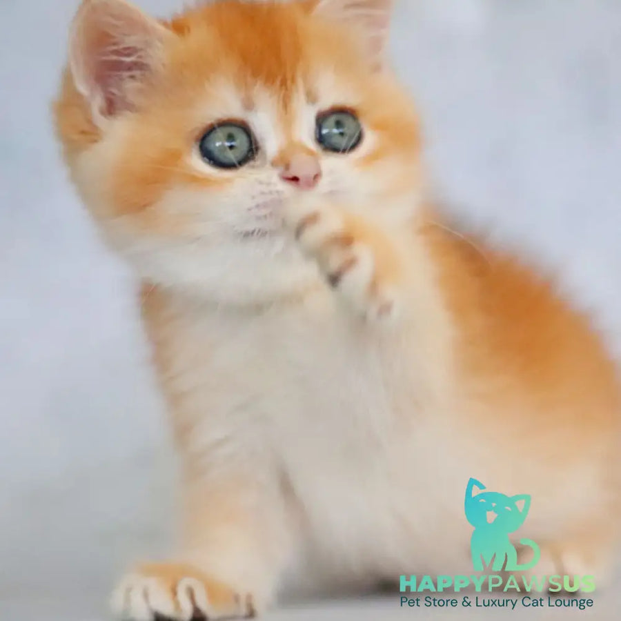 Zemfira British Shorthair female black golden chinchilla - live animals