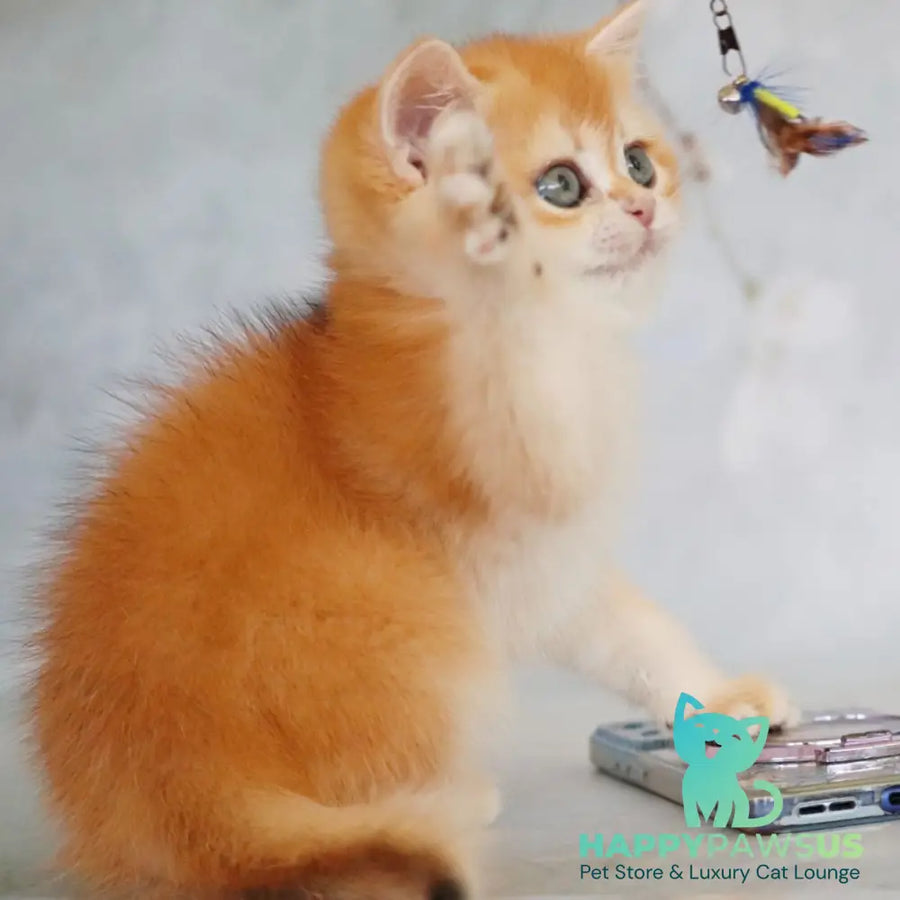 Zemfira British Shorthair female black golden chinchilla - live animals