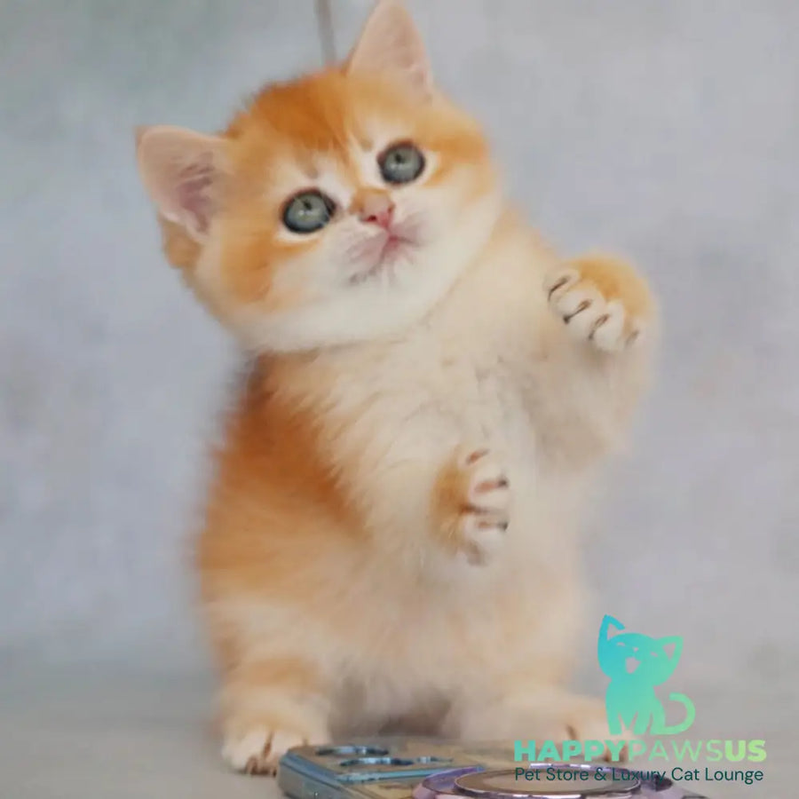 Zemfira British Shorthair female black golden chinchilla - live animals