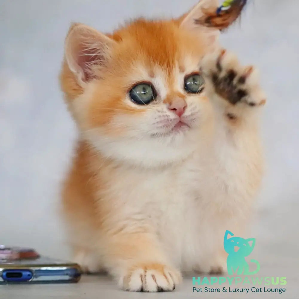 Zemfira British Shorthair female black golden chinchilla - live animals