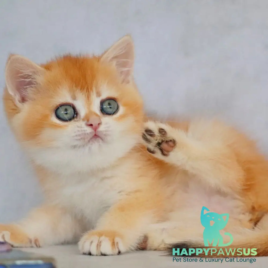 Zemfira British Shorthair female black golden chinchilla - live animals