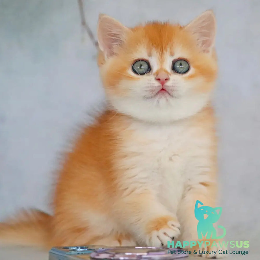 Zemfira British Shorthair female black golden chinchilla - live animals
