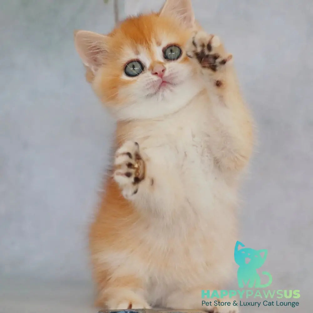 Zemfira British Shorthair female black golden chinchilla - live animals