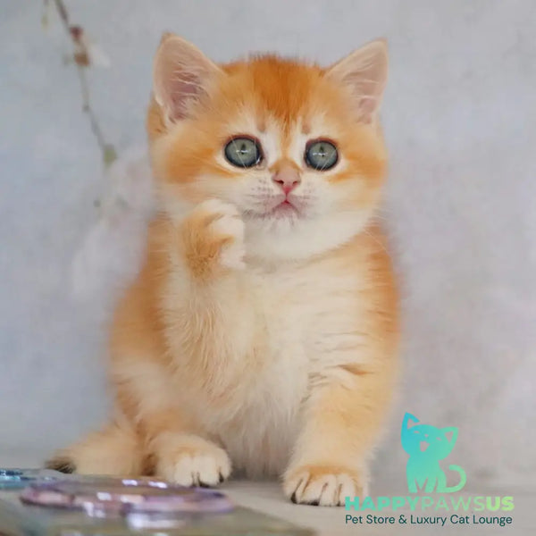 Zemfira British Shorthair female black golden chinchilla - live animals